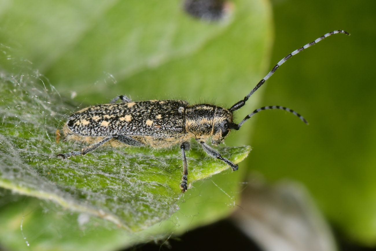 Cerambycidae: Saperda populnea?  S, femmina